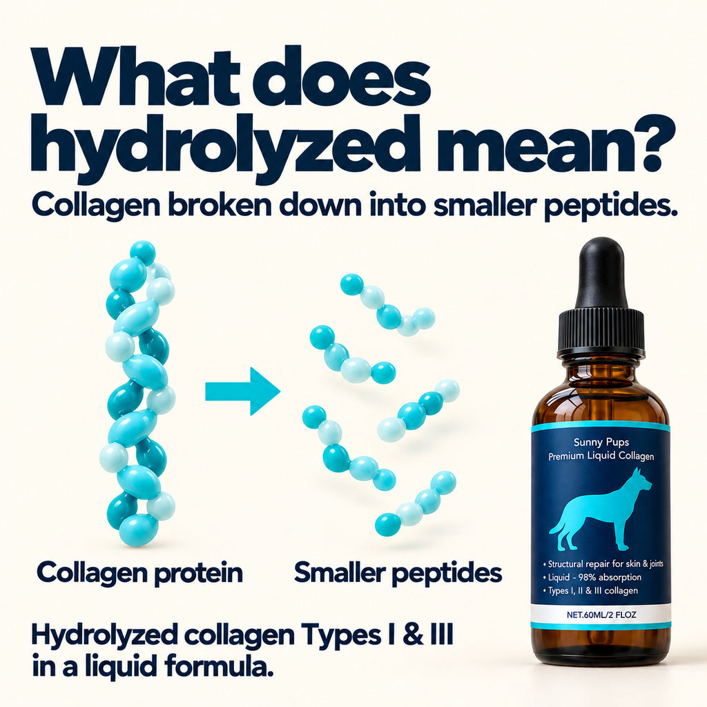 Hydrolyzed collagen explained: collagen protein broken down into smaller peptides. Conceptual illustration.