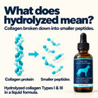 Hydrolyzed collagen explained: collagen protein broken down into smaller peptides. Conceptual illustration.